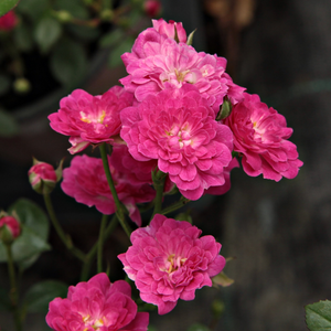 Mini - pritlikave vrtnice - Roza - Imola™ - 